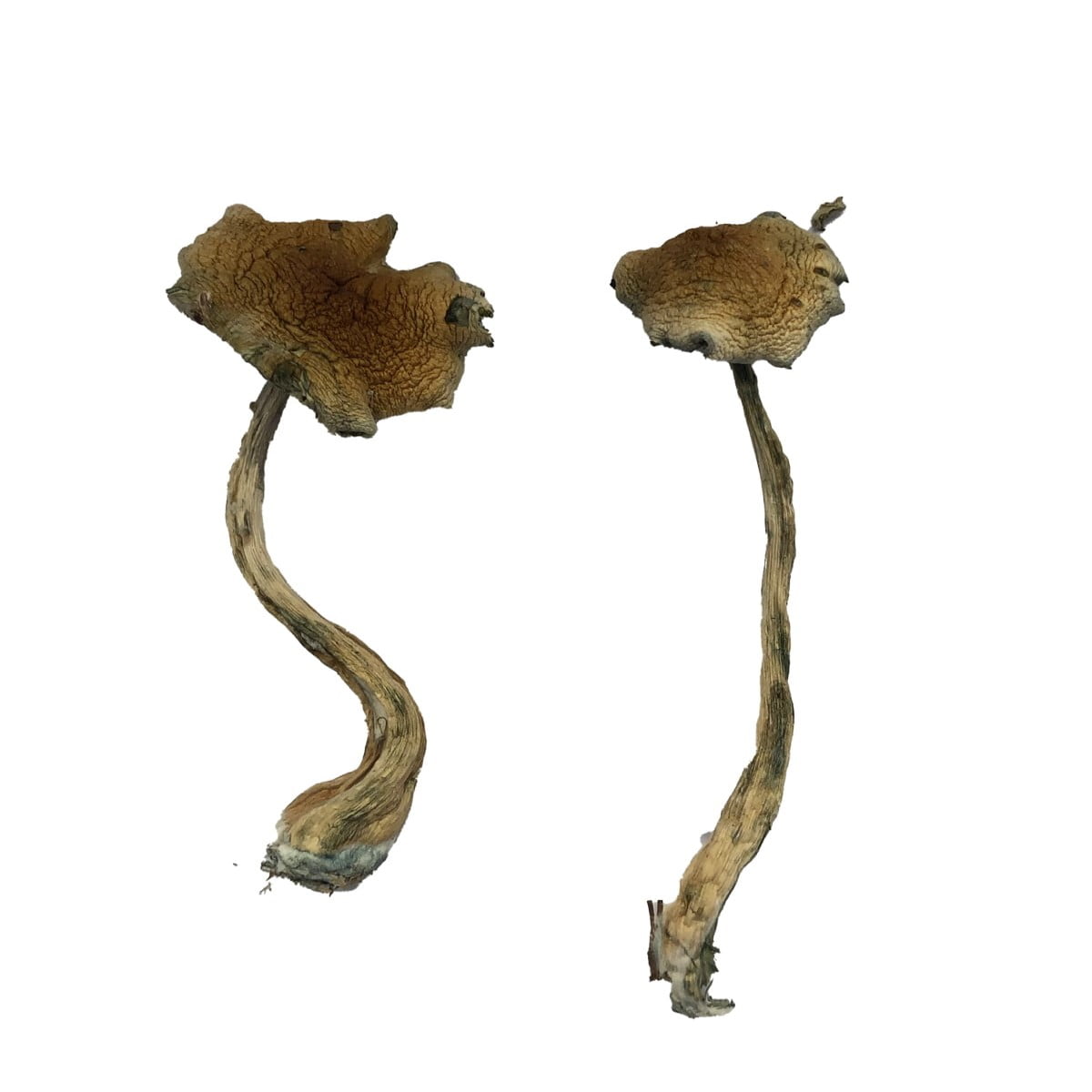 Alacabenzi-Magic-Mushrooms Alacabenzi Mushrooms - Image 1