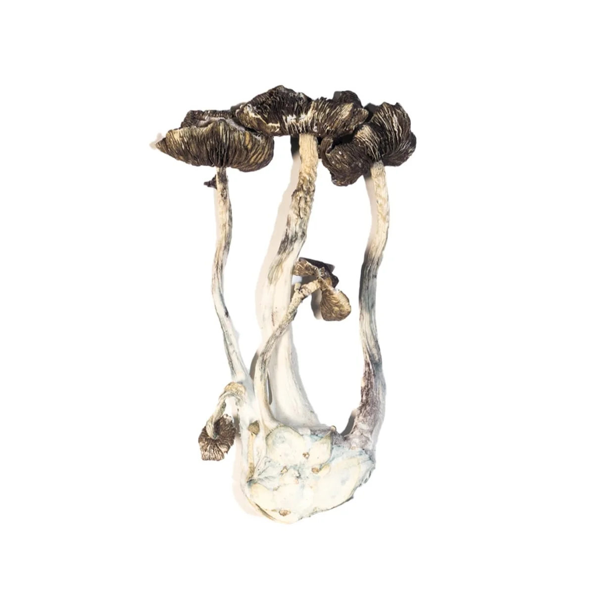 Albino-A-Magic-Mushrooms.jpg Albino A+ Mushroom - Image 1