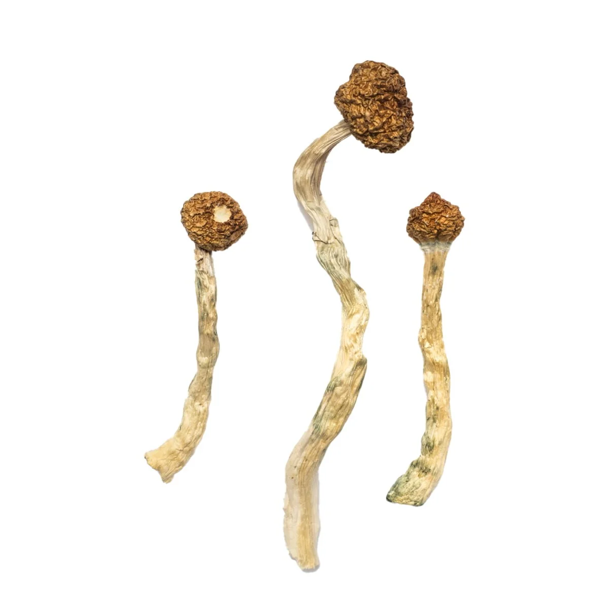 Arenal-Volcano-Mushrooms.jpg Arenal Volcano Mushrooms - Image 1