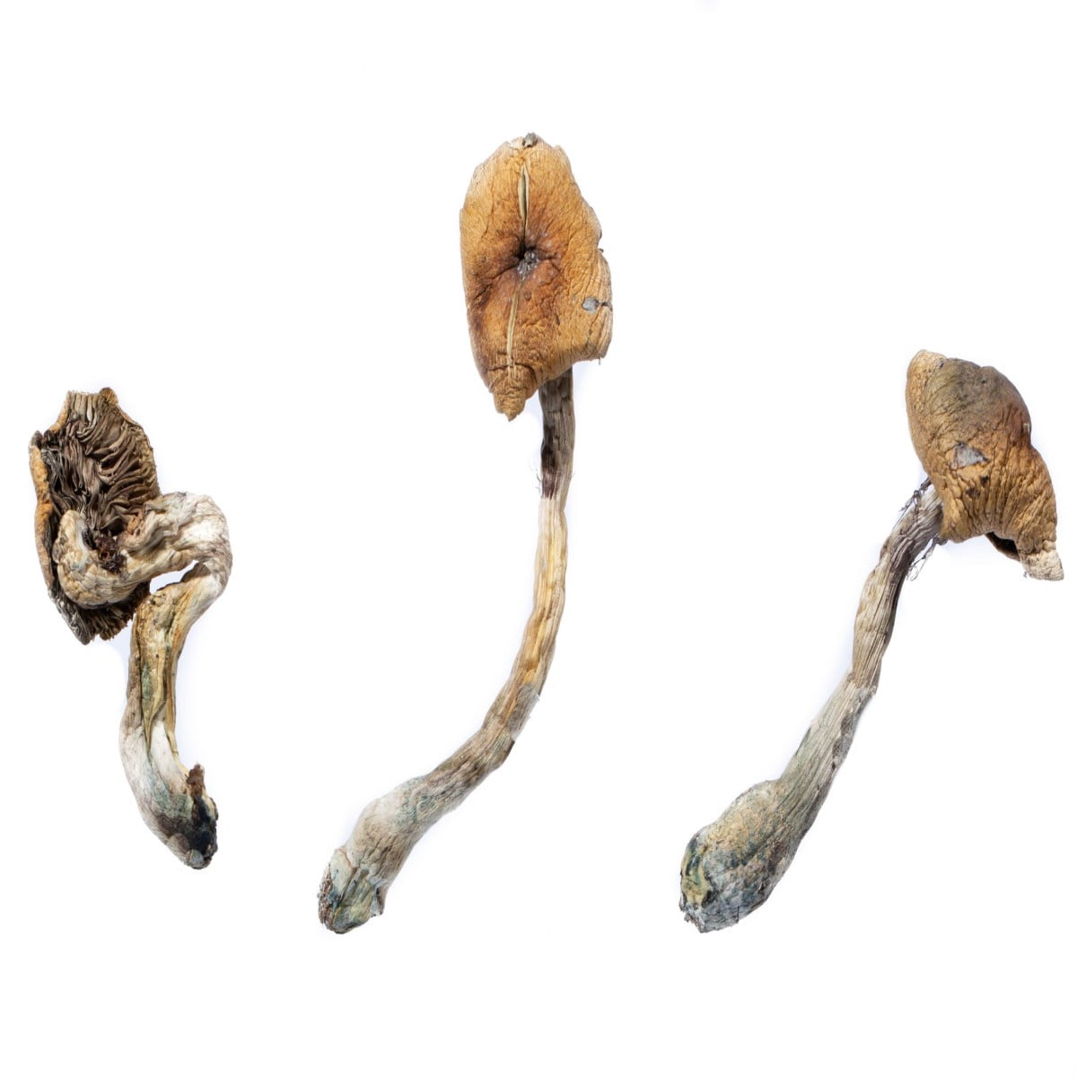 B-Plus-Magic-Mushrooms B+ Mushrooms - Image 1