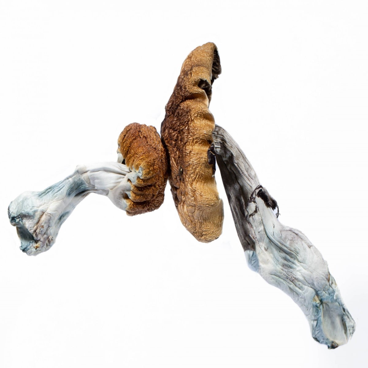 Blue-Meanies-Mushrooms-. Blue Meanie Mushroom - Image 1