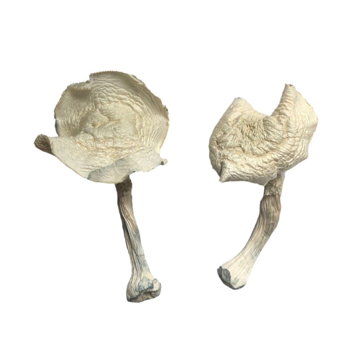 Buy-Albino-Louisiana-Magic-Mushrooms Louisiana Magic Mushrooms - Image 1