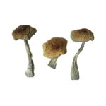 Psilocybe Aztecorum Magic Mushroom