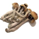 Psilocybe Mexicana Mushroom