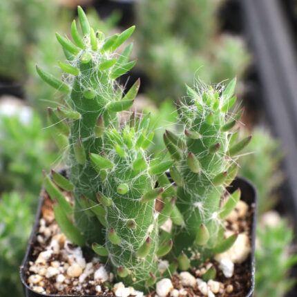 Austrocylindropuntia subulata - Eve's Needle - Peyote Cactus world
