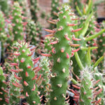 Austrocylindropuntia subulata - Eve's Needle - Peyote Cactus world