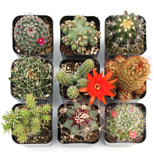 Buy Cactus | Healthy Desert Plants for Sale Online