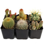 Buy Cactus | Healthy Desert Plants for Sale Online