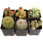Buy Cactus | Healthy Desert Plants for Sale Online