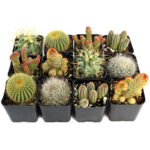 Buy Cactus | Healthy Desert Plants for Sale Online