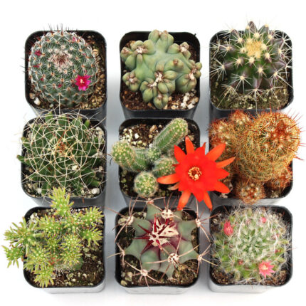 Buy Cactus | Healthy Desert Plants for Sale Online