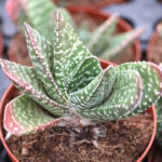 Buy Gasteria brevifolia | Compact Succulent for SaleWould