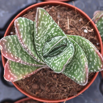 Buy Gasteria brevifolia | Compact Succulent for SaleWould