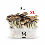 Buy Magic Mushroom Grow Kit B+ XL by Mondo® - Psychedelic Today