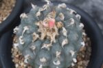 Buy Peyote Cactus | Authentic Lophophora Williamsii for Sale