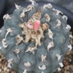 Buy Peyote Cactus | Authentic Lophophora Williamsii for Sale