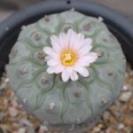 Buy Peyote Cactus | Authentic Lophophora Williamsii for Sale