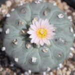 Buy Peyote Cactus | Authentic Lophophora Williamsii for Sale