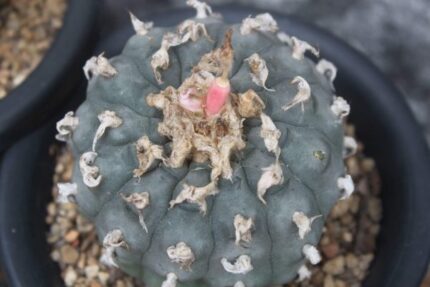 Buy Peyote Cactus | Authentic Lophophora Williamsii for Sale
