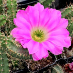 Echinocereus pentalophus - Peyote Cactus world