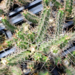 Echinocereus pentalophus - Peyote Cactus world
