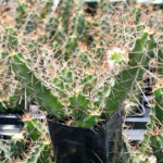 Echinocereus pentalophus - Peyote Cactus world