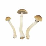 EZ-Grow Kit Thai - Psychedelic Today