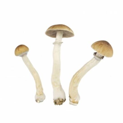 EZ-Grow Kit Thai - Psychedelic Today