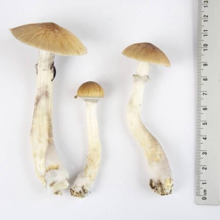 EZ-Grow Kit Thai - Psychedelic Today