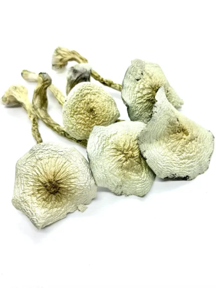 Great White Monster Mushroom