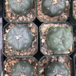Lophophora Williamsii Cactus - Peyote Cactus world