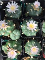 Lophophora Williamsii Cactus - Peyote Cactus world