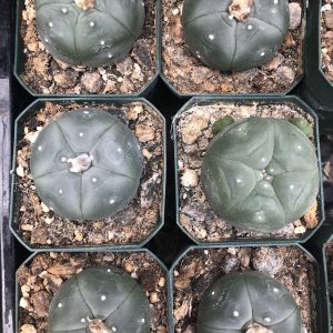 Lophophora Williamsii Cactus - Peyote Cactus world
