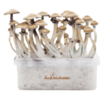 Magic mushroom Golden Teacher grow kit XP by FreshMushrooms® - Psychedelic Today