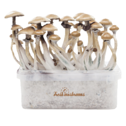 Magic mushroom Golden Teacher grow kit XP by FreshMushrooms® - Psychedelic Today