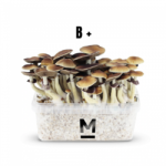 Magic Mushroom Grow Kit B+ by Mondo® - Psychedelic Today