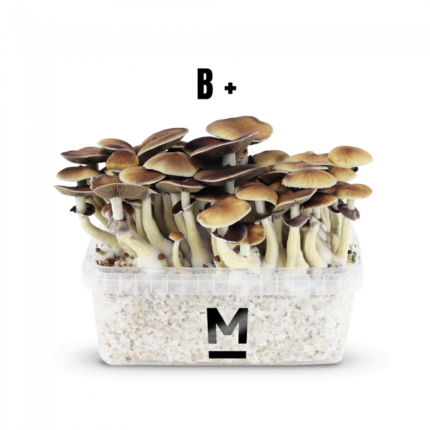 Magic Mushroom Grow Kit B+ by Mondo® - Psychedelic Today