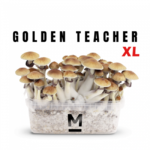 Magic Mushroom Grow Kit Golden Teacher XL by Mondo® - Psychedelic Today