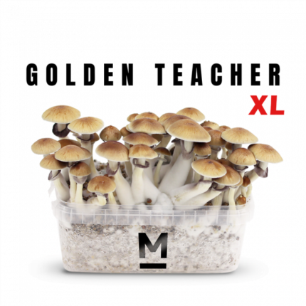 Magic Mushroom Grow Kit Golden Teacher XL by Mondo® - Psychedelic Today
