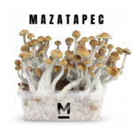 Magic Mushroom Grow Kit Mazatapec by Mondo® - Psychedelic Today