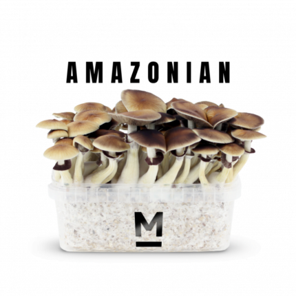 Magic Mushroom Grow Kit PES Amazon by Mondo® - Psychedelic Today