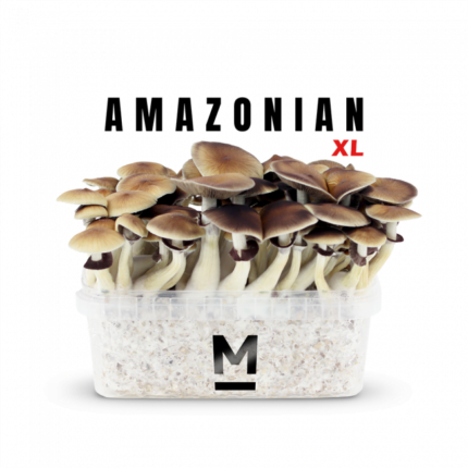 Magic Mushroom Grow Kit PES Amazonian XL by Mondo® - Psychedelic Today