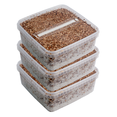 Mushroom Growing Kit