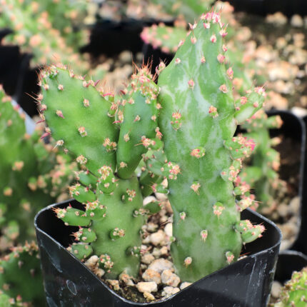 Opuntia monacantha variegata - Peyote Cactus world