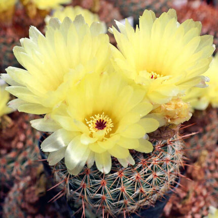 Parodia Erubescens - Peyote Cactus world