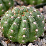 Parodia ottonis 'Militaris - Peyote Cactus world