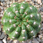 Parodia ottonis 'Militaris - Peyote Cactus world