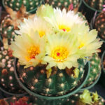 Parodia ottonis 'Militaris - Peyote Cactus world