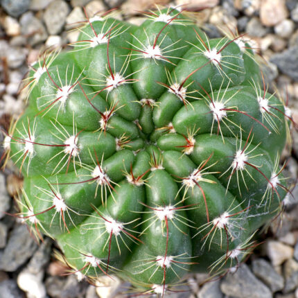 Parodia ottonis 'Militaris - Peyote Cactus world