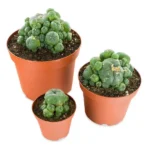 Peyote cactus - Peyote Cactus world